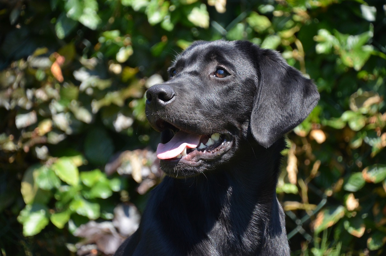 Un chien sur la toile : la boutique pour chiens et chats