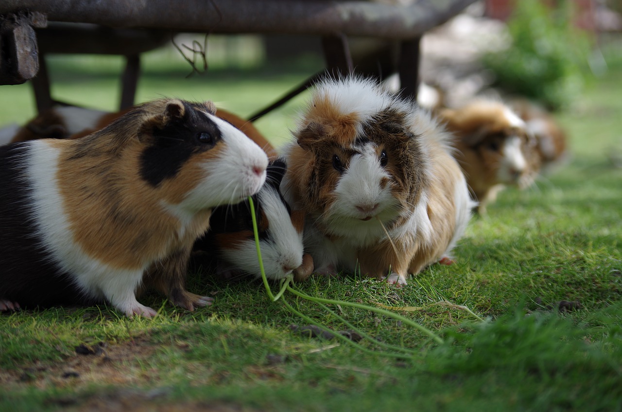 Quel animal offrir à un enfant de 5 à 10 ans ?